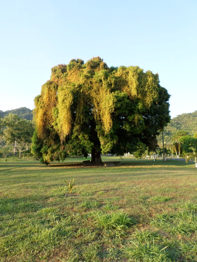 MANGO TREE in Usha Village
