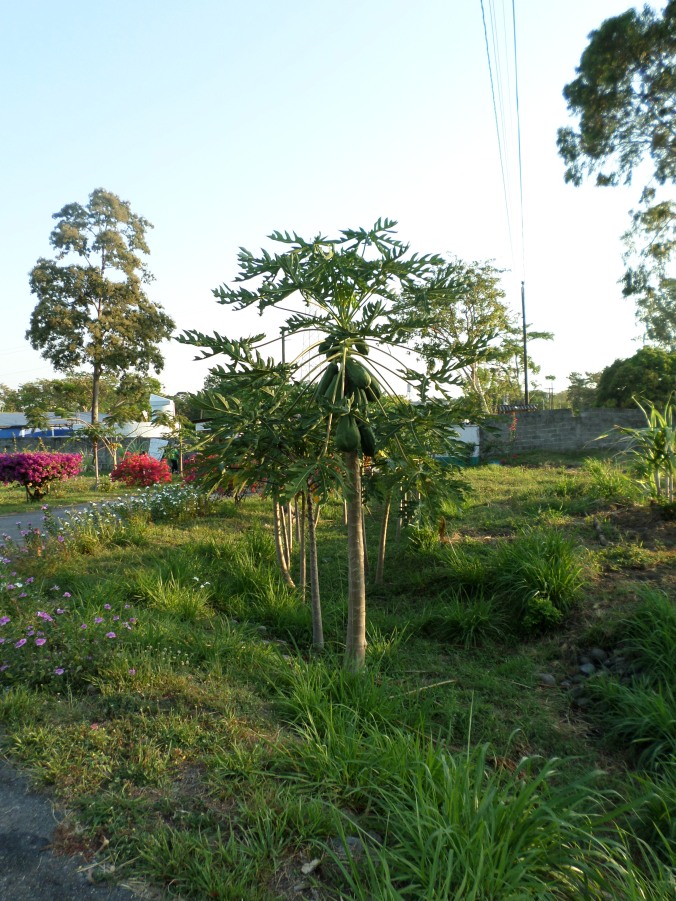 Papaya Tree Usha Village