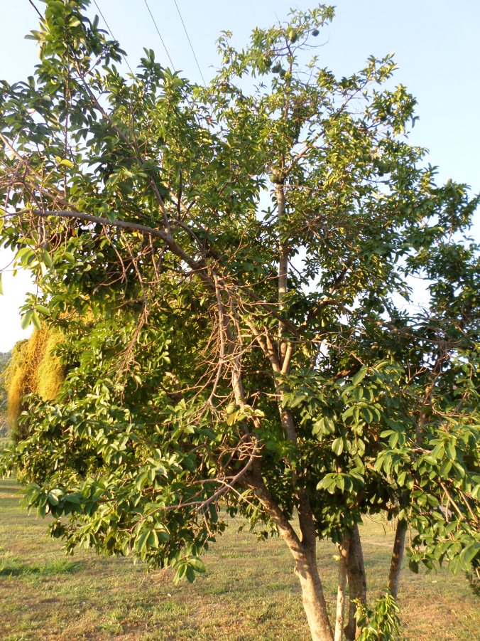 Sour Sop Tree
