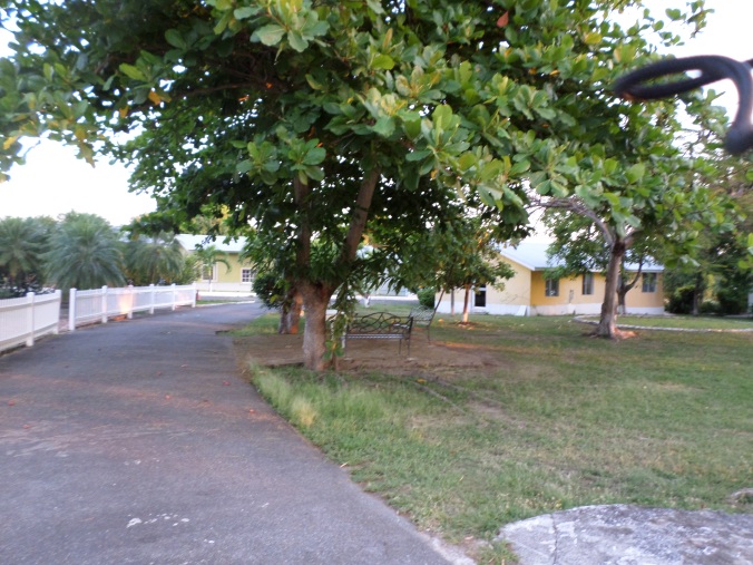Usha Village Almond Tree
